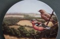 Kolekcja z ptakami talerz Royal Doulton 2