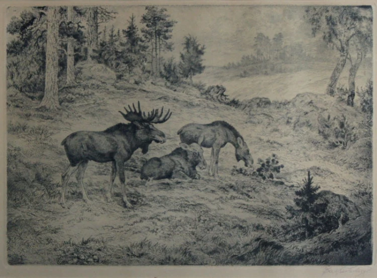 Akwaforta stado łosi grafika Axel Osterberg 1928 rok