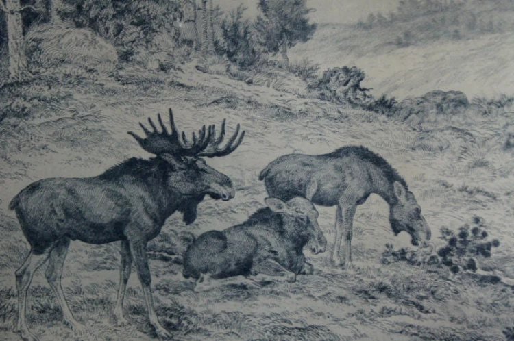 Akwaforta stado łosi grafika Axel Osterberg 1928 rok