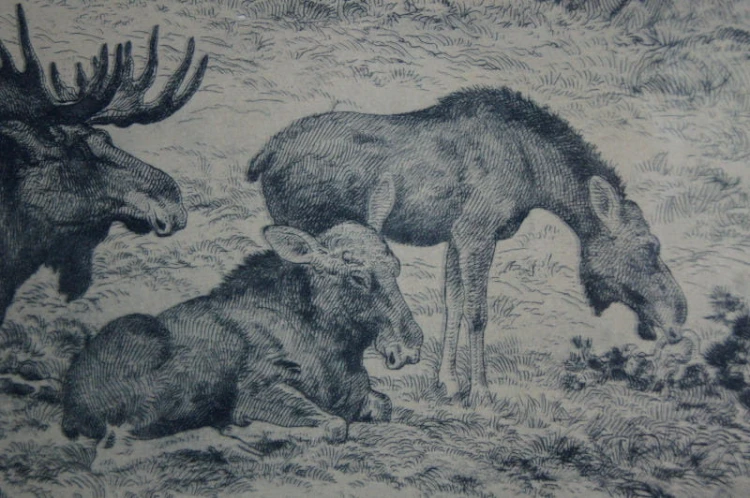 Akwaforta stado łosi grafika Axel Osterberg 1928 rok
