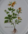 Glistnik jaskółcze ziele na porcelanie plakietka do powieszenia