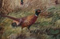 Friedrich Kottmann I Stado bażantów animalistyczny obraz na desce