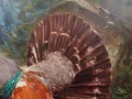 Barwny głuszec malarstwo animalistyczne - Hans Nickel