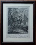 Jeleń szlachetny ⭐ miedzioryt J. Elias Ridinger - oryginał 1765 r