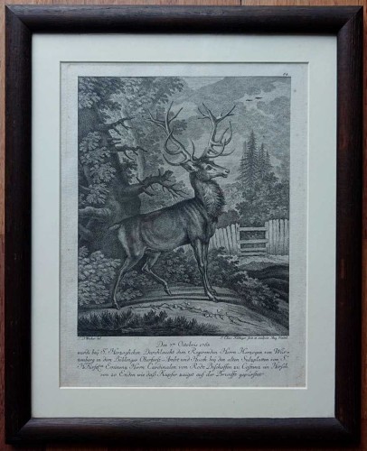 Jeleń szlachetny - miedzioryt J. Elias Ridinger - oryginał 1765 r
