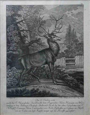 miedzioryt J. Elias Ridinger - oryginał 1765 r