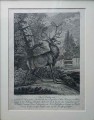 Jeleń szlachetny J. Elias Ridinger - oryginał 1765 r