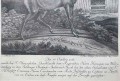 Jeleń szlachetny - miedzioryt J. Elias Ridinger - oryginał 1765 r