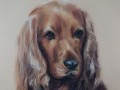 Spaniel uroczy pies - obraz w pasteli