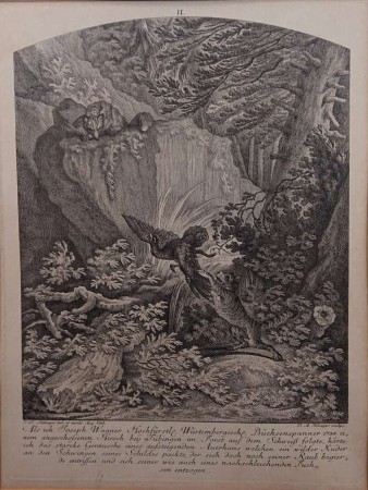 Osiemnastowieczny miedzioryt Ridingera przedstawiający głuszca, dzikiego kota i lisa, oprawiony w złoto-kremową ramę z grubym, jasnym passe-partout pod szybą muzealną.