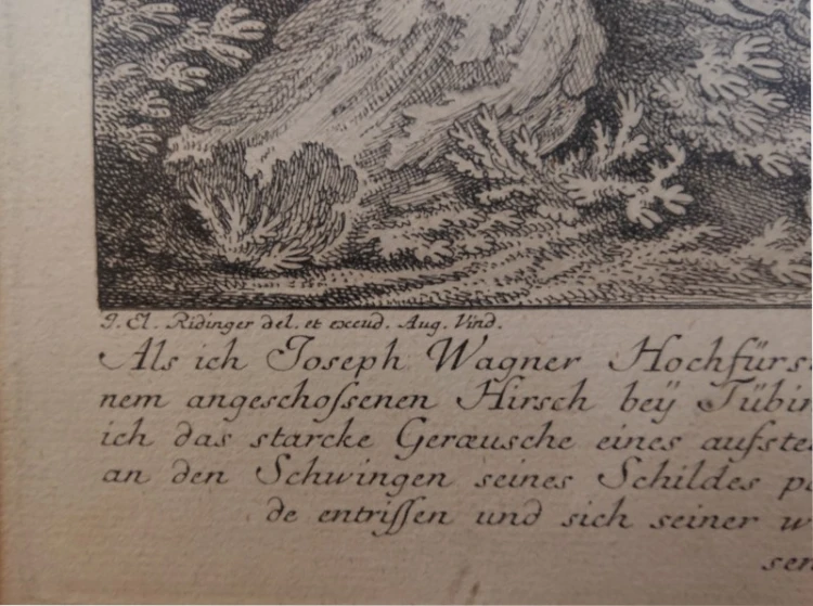 Zbliżenie na dolny lewy margines ryciny z podpisem J. El. Ridinger del. et excud. Aug. Vind., potwierdzającym autorstwo i miejsce wydania w Augsburgu.