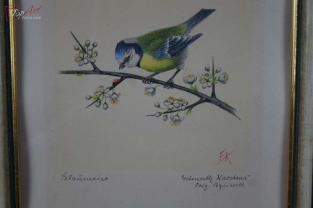 Stara akwarela ptaszek Sikorka Modra