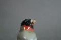 Porcelana Hutschenreuther Gil figurka ptaszka