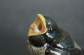 Porcelana Hutschenreuther Kunstabteilung Wróbel figurka ptaszka Unikat !!!