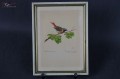 Stara akwarela ptaszek Ródzik ?