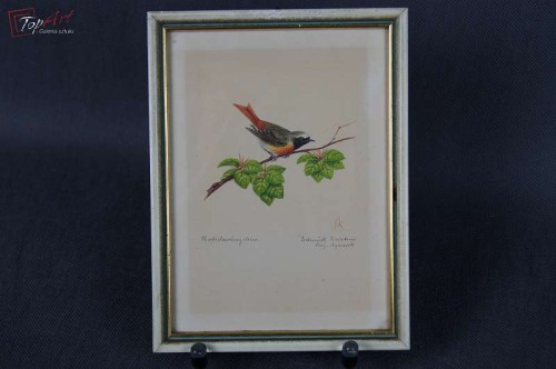 Stara akwarela ptaszek Ródzik ?