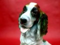 Porcelana JRJS CLUJ olbrzymia figura Cocker Spaniel